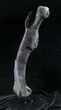 Excellent Allosaurus Femur From Colorado - With Stand #26475-6